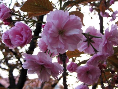 В Ужгороде зацвели сакуры. Фоторепортаж