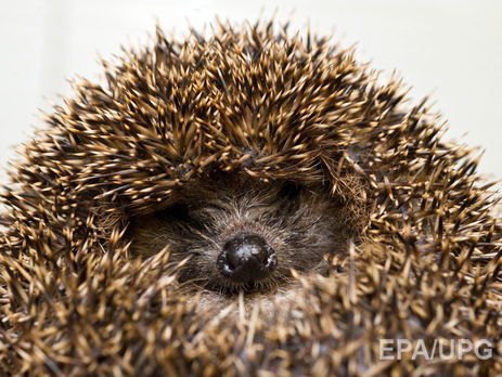 В Японии открылось кафе с ежами