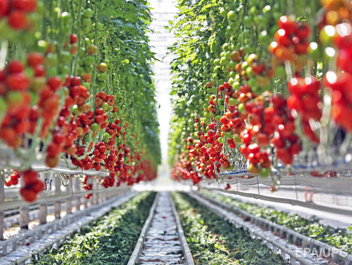 В Крыму уничтожили четыре тонны санкционных турецких томатов "методом захоронения"