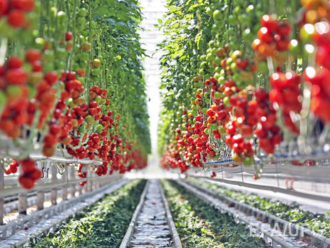 В Крыму уничтожили четыре тонны санкционных турецких томатов 