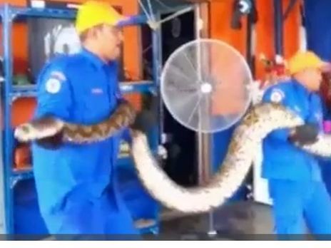 Самый длинный в мире питон умер, так и не попав в Книгу рекордов Гиннеса. Видео