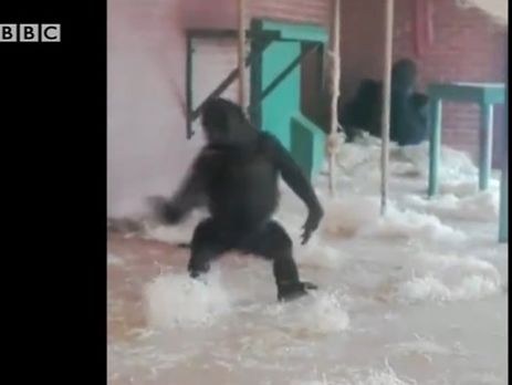 Видео танцующей гориллы посмотрели почти 2 млн пользователей Facebook. Видео