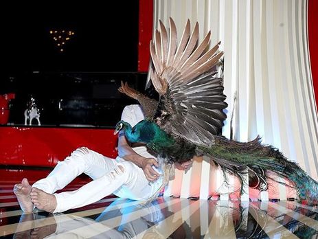 Алибасов подарил Пугачевой павлина. Фото