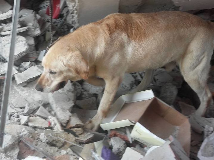 В Эквадоре умер пес, спасший из-под завалов семерых человек