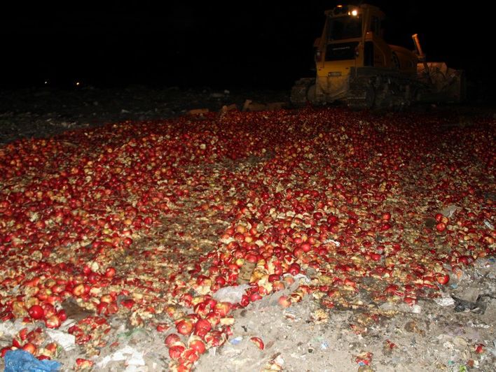 В России более 20 тонн санкционных яблок раздавили гусеничным бульдозером. Видео
