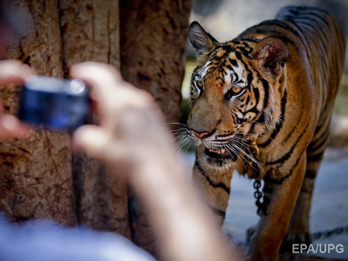 Daily Mail: В Норвегии сотрудники зоопарка на глазах посетителей скормили тиграм обезглавленную зебру