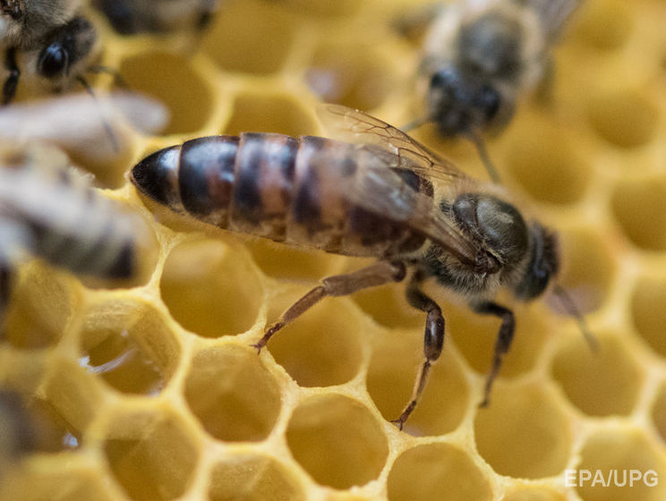 В Канаде неизвестные похитили 180 ульев с пчелами на $200 тысяч
