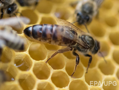 В Канаде неизвестные похитили 180 ульев с пчелами на $200 тысяч