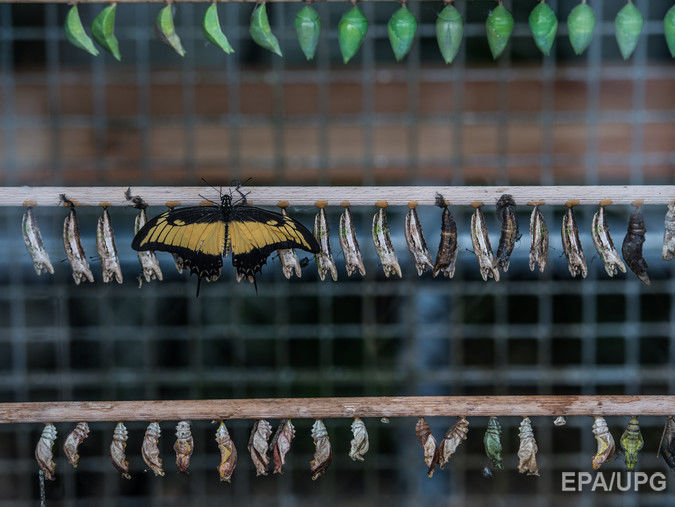 Украинские таможенники задержали крупную контрабандную партию личинок бабочек