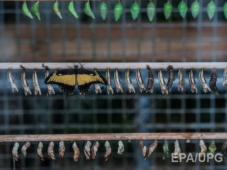 Личинки должны были превратиться в бабочек в Украине