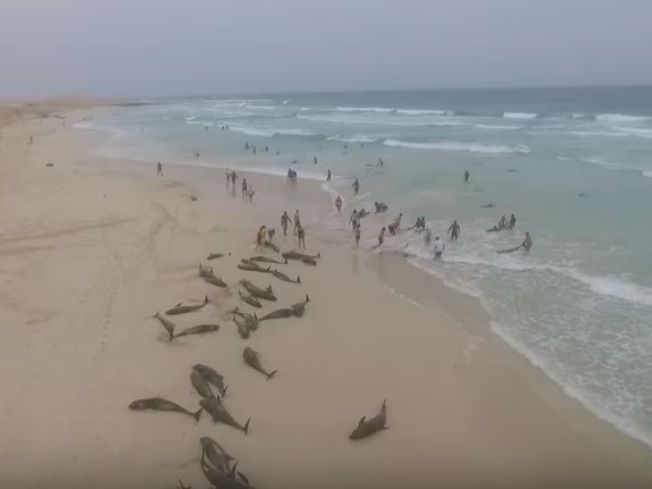 ﻿На берег острова в Атлантичному океані викинулося понад 200 дельфінів. Відео