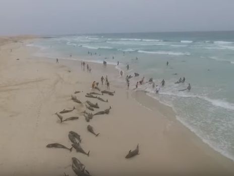 На берег острова в Атлантическом океане выбросились более 200 дельфинов. Видео