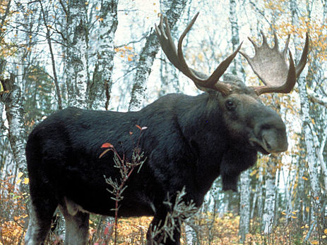 В Житомирской области лось спровоцировал ДТП