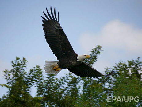 На Аляске самолет столкнулся с орлом и разбился