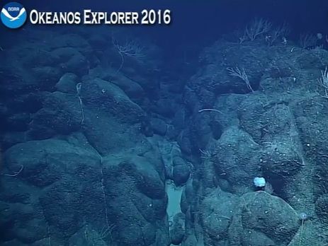 Американские ученые организовали прямую трансляцию со дна Марианской впадины. Видео