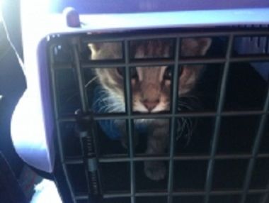 В Перми судебный пристав арестовал кота за долги хозяина