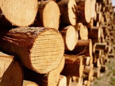 Гройсман: Кабмин увольняет главу Гослесагентства из-за массовых вырубок