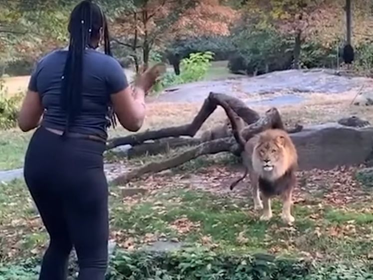 ﻿У зоопарку Нью-Йорка жінка танцювала у вольєрі з африканським левом. Відео