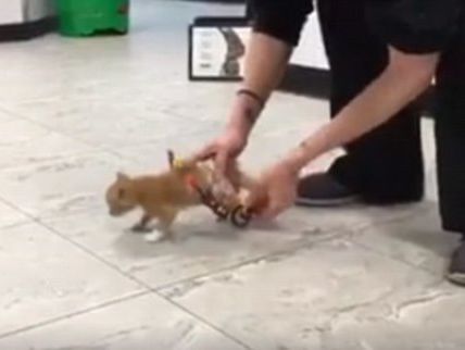 В США смастерили инвалидное кресло для кота. Видео