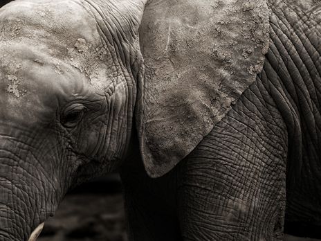 В Харькове слон шатал забор детского сада