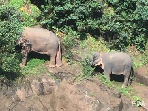 В Таиланде в водопаде утонули шесть слонов