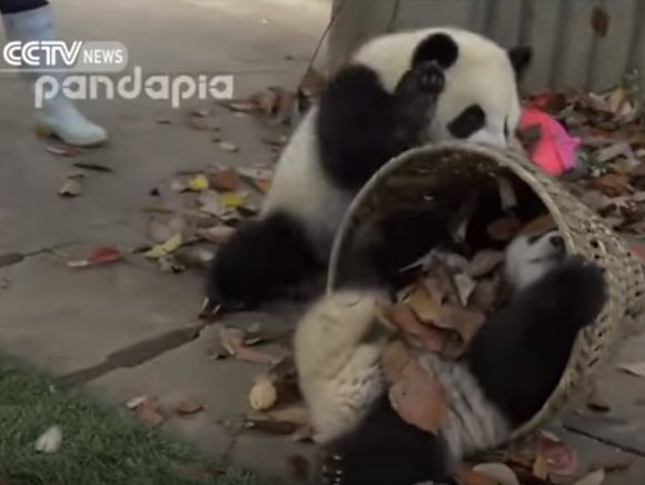 В Китае непослушные панды сорвали уборку в вольере. Видео