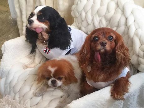 Знаменитые собаки Instagram стали моделями на подиуме. Видео