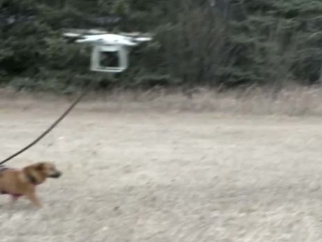 Собака с пропеллером улетела в небо. Видео