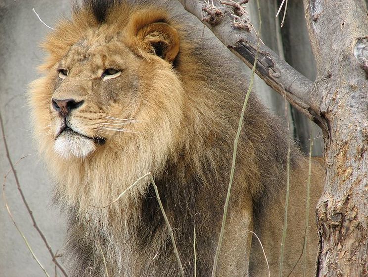 В чилийском зоопарке ради спасения самоубийцы застрелили двух львов