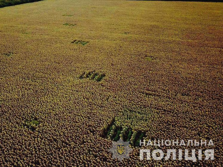 Полиция Украины выявила около 358 млн растений мака и конопли на миллиарды гривен за пять месяцев