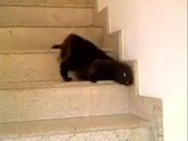 Хит YouTube: кот, сползающий по ступенькам. Видео