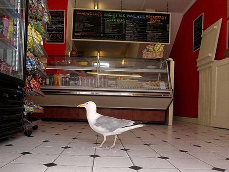 Чайка-воровка стала звездой YouTube. Видео 