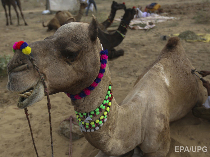 В Индии верблюд обезглавил хозяина