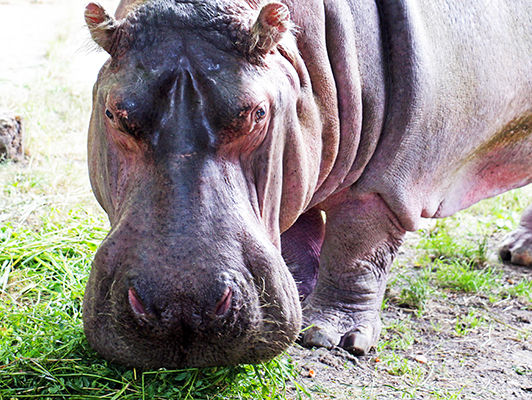 В Киевском зоопарке умерла бегемотиха-долгожительница