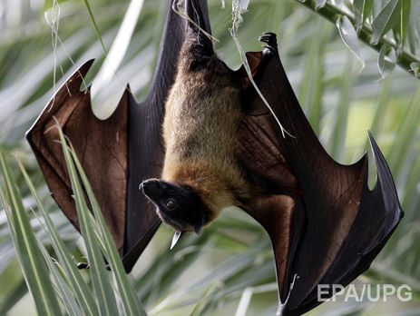 Жители одного из австралийских штатов страдают от нашествия летучих лисиц