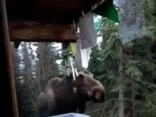 Хит YouTube: лось играет на колокольчиках. Видео