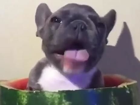 Французский бульдог съел арбуз изнутри. Видео