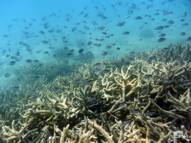 Учені зафіксували відновлення коралів, які вважали загиблими через глобальне потепління