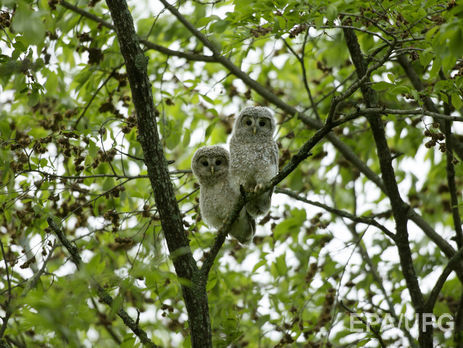В Японии родители бросили сына в лесу, чтобы наказать за плохое поведение