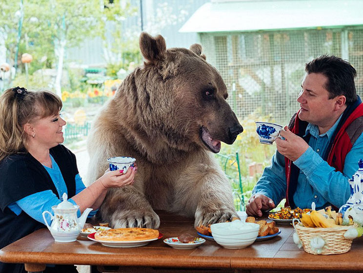 Семья в РФ воспитала домашнего медведя. Видео