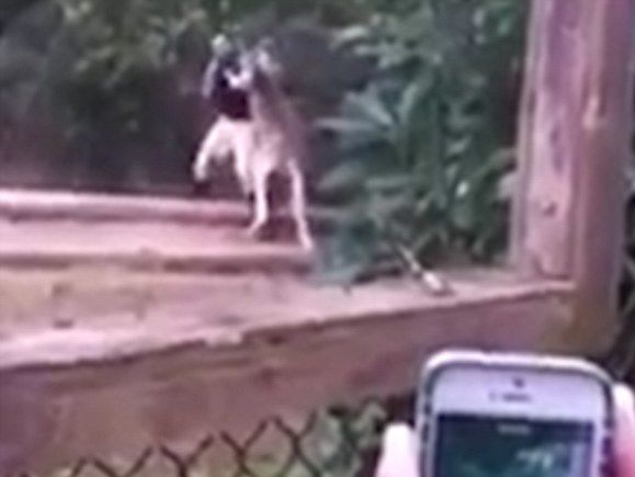 Хит YouTube: боксерский поединок кенгуру со смотрителем зоопарка. Видео