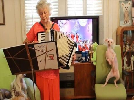 Собака станцевала польку. Видео