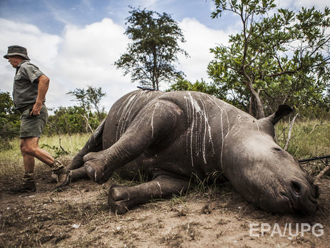 Интерпол: В мире выросло число экологических преступлений, на которых зарабатывают крупные криминальные сети