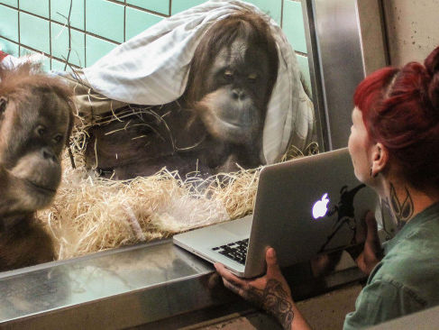 Немецкий зоопарк знакомит одиноких орангутанов через интернет
