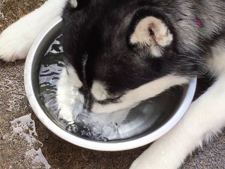Хит YouTube: хаска пускает пузыри в воде. Видео