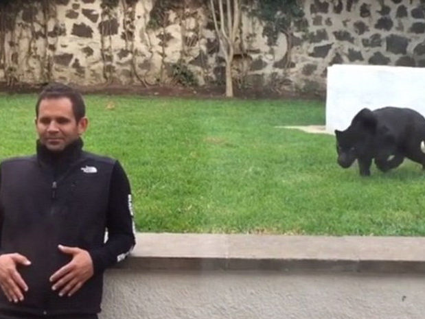 Дрессировщик опубликовал видео поцелуев с пантерой. Видео
