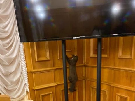 В кулуарах Верховной Рады бегала куница