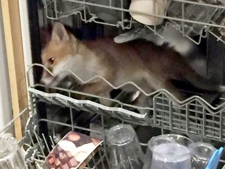 Лисенок застрял в посудомоечной машине. Видео