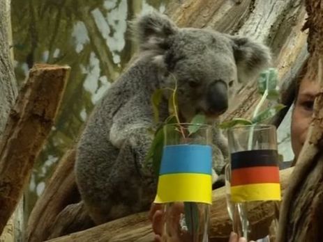 Евро 2016. Коала, морской лев и слон разошлись в предсказаниях победителя в матче Украина – Германия. Видео