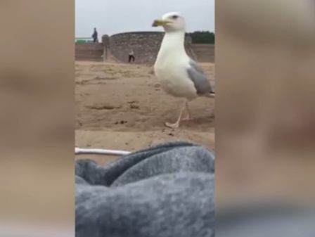 В Англии чайка пыталась украсть iPhone, снимавший на видео пробежку британки